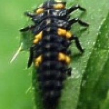 Larva slunéčka