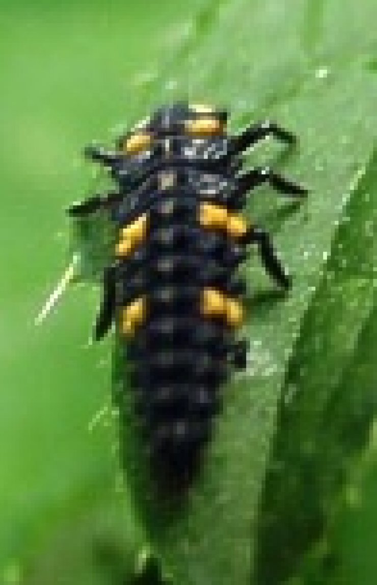 zobrazit detail snímku: Larva slunéčka