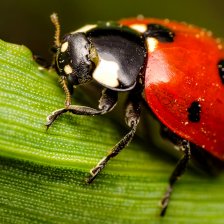 Slunéčko sedmitečné (Coccinella septempunctata).