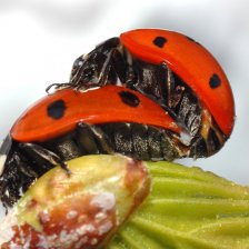 Slunéčko sedmitečné (Coccinella septempunctata) při rozmnožování.