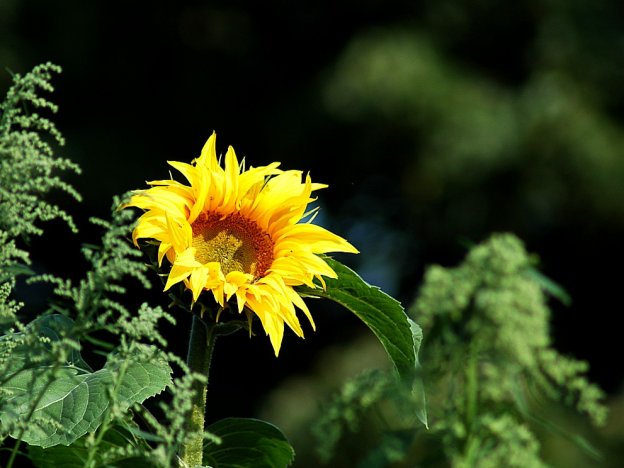 stáhnout tapetu: Osamocená slunečnice