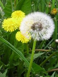 Smetanka (pampeliška) lékařská - Taraxacum officinale: Tato obecně známá žlutě kvetoucí rostlina je...