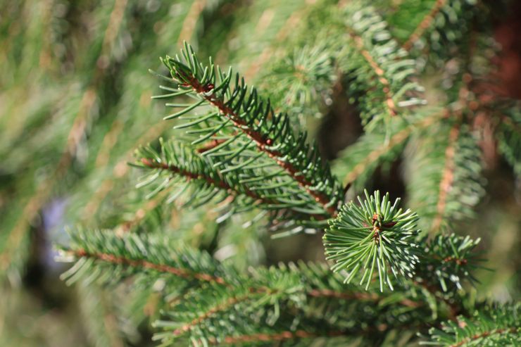 zobrazit detail snímku: smrk