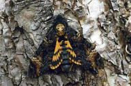 Lišaj smrtihlav - Acherontia atropos: Největší zástupce tohoto rodu v České…