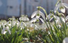 Mezi ledem a prvním lístkem aneb jak naše tělo prožívá předjaří
