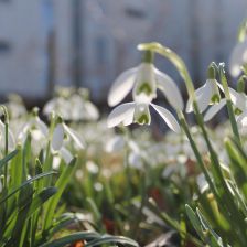 Sněženka předjarní (Galanthus nivalis).