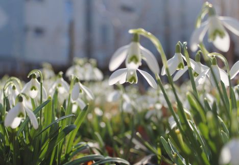 Mezi ledem a prvním lístkem aneb jak naše tělo prožívá předjaří