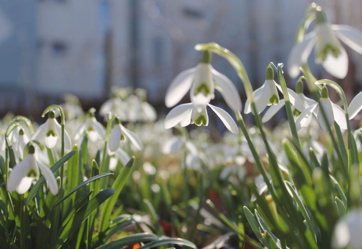 zobrazit detail snímku: Sněženka předjarní (Galanthus nivalis).