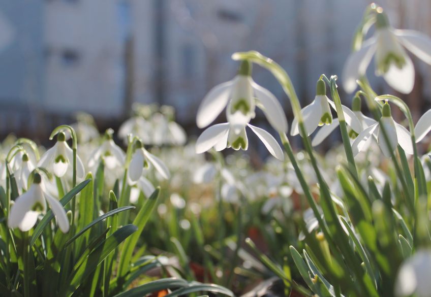 Mezi ledem a prvním lístkem aneb jak naše tělo prožívá předjaří: Venku to zatím na žádnou velkou jarní slávu nevypadá…