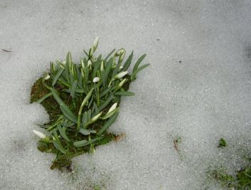 První odvážlivci - sněženky - klikněte pro zobrazení detailu