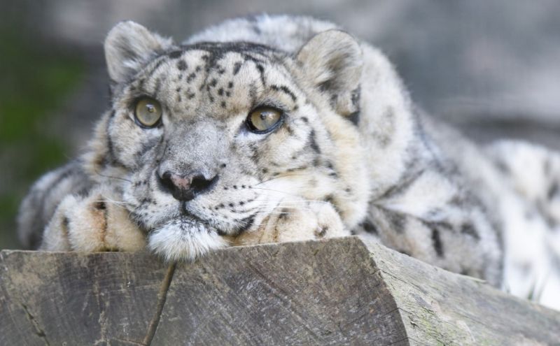 Sněžný levhart (Panthera uncia) - klikněte pro zobrazení detailu