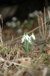 Sněženka předjarní (podsněžník) - Galanthus nivalis: Této naší první na jaře kvetoucí rostlině se...