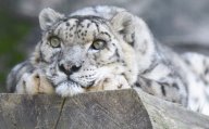 Vybíjení sněžných levhartů stále pokračuje: Nová studie ukázala, že lidé každoročně…