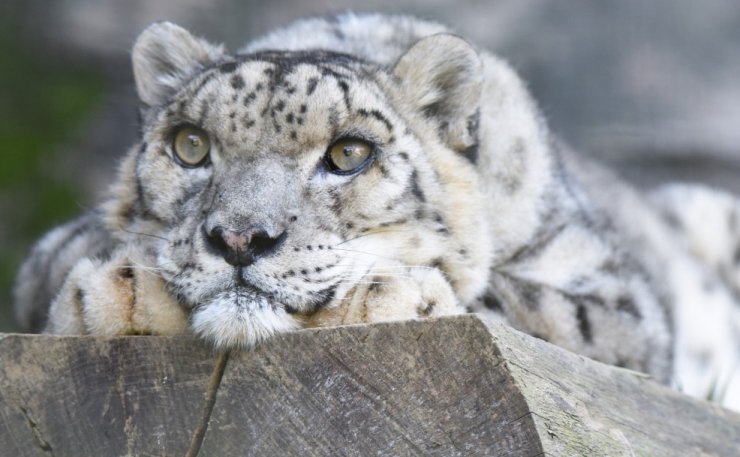 zobrazit detail snímku: Sněžný levhart (Panthera uncia)
