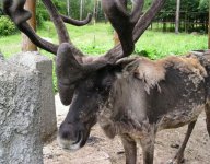 Skandální odhalení o Santa Klausovi: Celá událost začala naprosto nenápadně, ale…