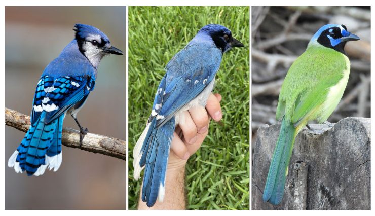 zobrazit detail snímku: Vlevo samec sojky chocholaté, vpravo samice sojky zelenavé. Uprostřed kříženec obou druhů.