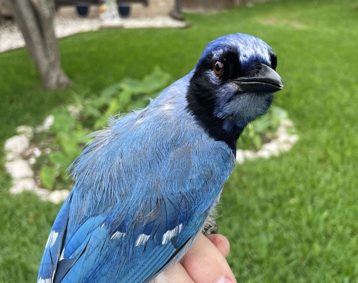 zobrazit detail snímku: Kříženec sojky zelenavé a  sojky chocholaté.