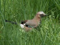 Sojka obecná - Garrulus glandarius: Asi nejkrásnější krkavcovitý pták žijící v…