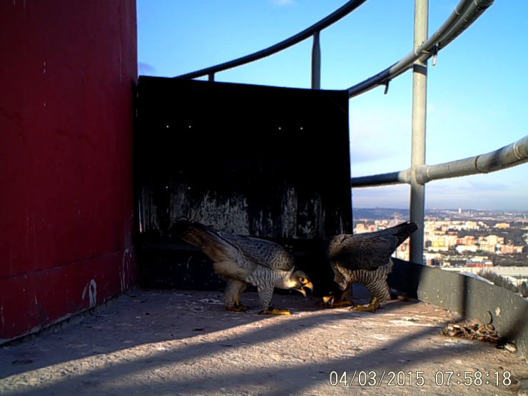 zobrazit detail snímku: Sokolí pozdrav