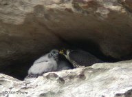 Strážení hnízda sokola stěhovavého v Teplických skalách - Akce Falco 2005: Jak jste se dozvěděli v nedávné době na našem…