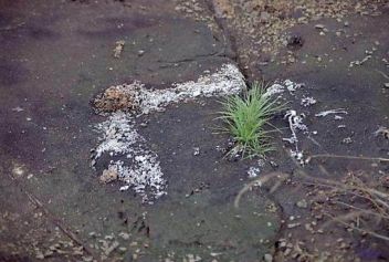 Travina - klikněte pro zobrazení detailu