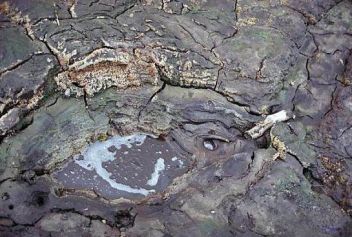 Tůně s probublávajícím oxidem uhličitým - klikněte pro zobrazení detailu