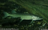 Štika obecná - Esox lucius: Štika obecná, či chcete-li slovensky, šťuka…