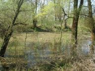 Na kole lužními lesy – Soutok Moravy a Dyje: Když se řekne niva, nemá hned přírodovědec…