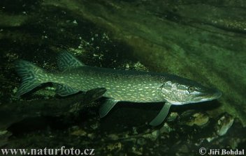 Štika Obecná - klikněte pro zobrazení detailu