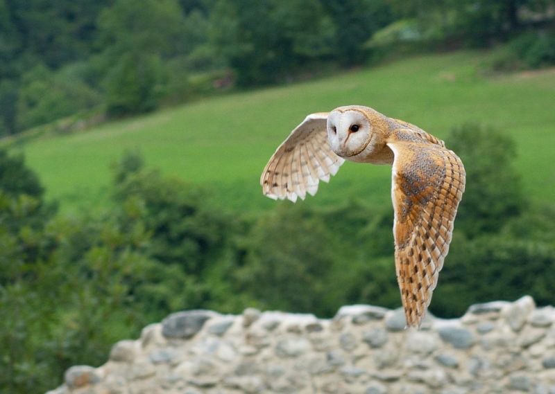 Sova pálená (Tyto alba). - klikněte pro zobrazení detailu Sova pálená (Tyto alba). - klikněte pro zobrazení detailu
