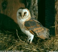 Sova pálená - Tyto alba: Sova pálená je tichý noční lovec. Má tak…