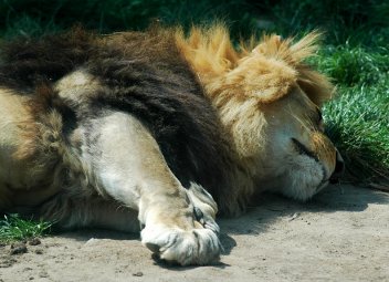 Spící lev - klikněte pro zobrazení detailu