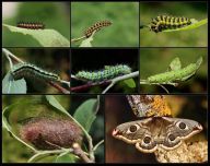 Život martináče habrového (Saturnia pavonia): Slovensky okáň menší