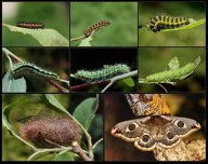 Život martináče habrového (Saturnia pavonia): Slovensky okáň menší