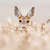 Výzkum plánování mateřství u srny může pomoci zefektivnit IVF