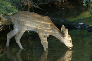 Srna - klikněte pro zobrazení detailu