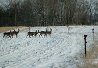 Čím v zimě přikrmovat volně žijící zvěř: Zima je tady s ní i čas, kdy se lidé snaží…