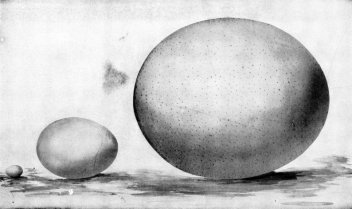 Srovnání velikosti vajec - klikněte pro zobrazení detailu