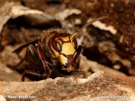 Sršeň obecná – Vespa crabro: Sršeň obecná patří k největšímu hmyzu z...