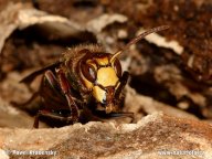 Sršeň obecná – Vespa crabro: Sršeň obecná patří k největšímu hmyzu z…