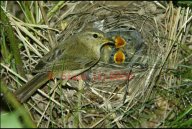 Budníček menší - Phylloscopus collybita: Na jaře to bývá právě on, kdo se mezi prvními…