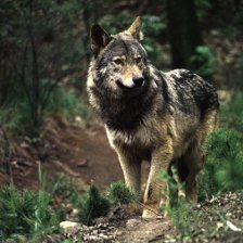 Vlk obecný (Canis lupus).