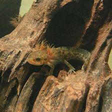 Larva mloka skvrnitého