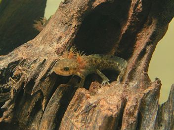 Larva mloka skvrnitého - klikněte pro zobrazení detailu