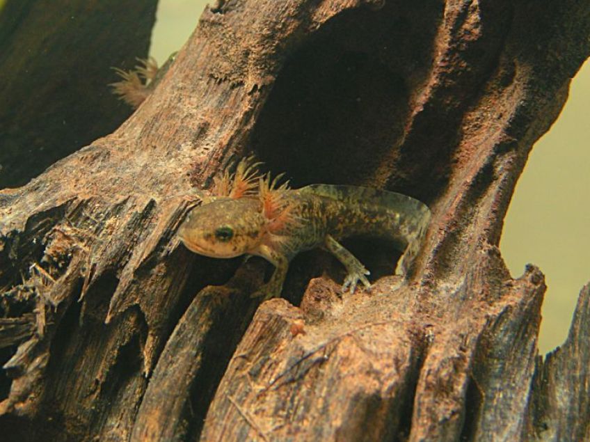 Axolotl, celý život stejný jako dítě čolka či mloka: Přestože je dělí kontinenty, biotopy a dokonce i…
