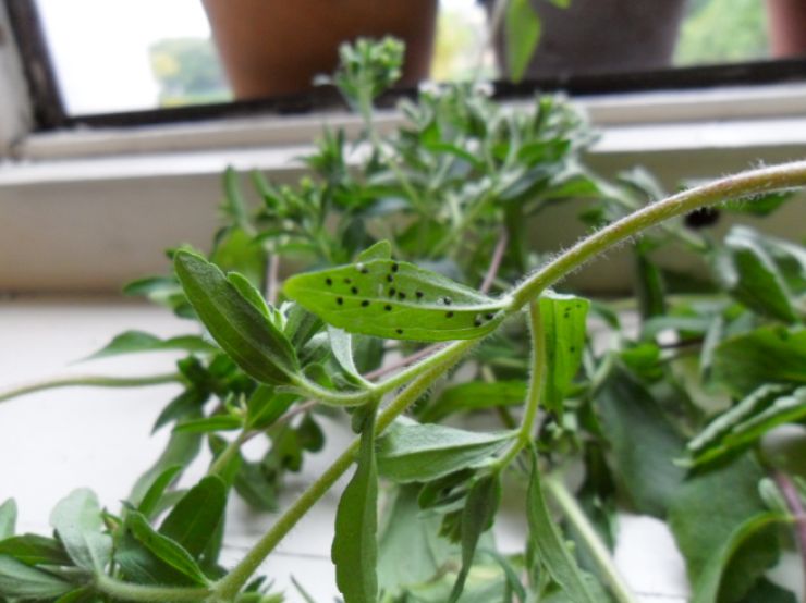 zobrazit detail snímku: Stevie sladká