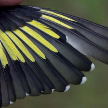 Stehlík obecný - křídlo