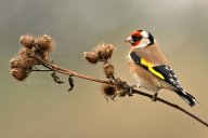 Stehlík obecný - Carduelis carduelis: Jako malý kluk jsem měl svou 