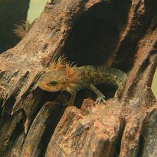 Larva mloka skvrnitého