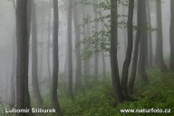 Ptačí oblast Beskydy  : Tato oblast se nachází v CHKO Beskydy, kde s…